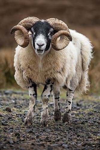 Scotland Scottish black-faced sheep close-up Photography Print